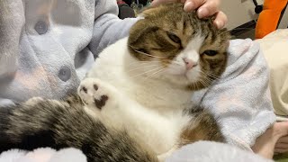 外出自粛中だから一緒に猫と過ごしませんか？