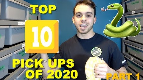 TOP 10 BALL PYTHON PICK UPS OF 2020 PART 1!