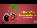 Cherry Pits: Tiny Fruit or Hidden Danger?