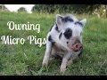 Thing To Consider Prior to Getting Micro Pigs & Preparation