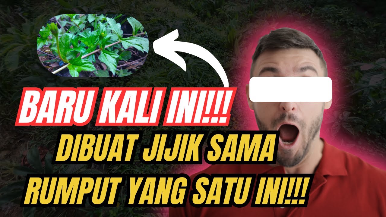 Porang susah tumbuh besar jika ada tanaman ini!!!