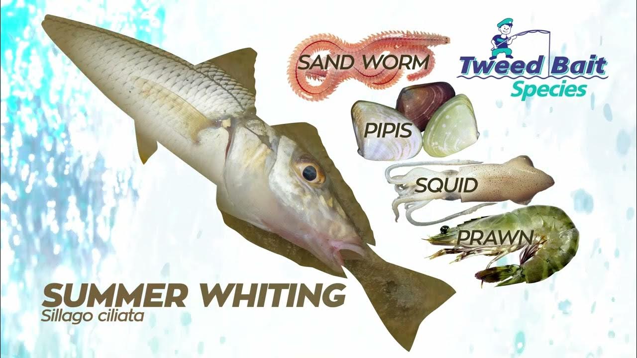 TWEED BAIT TIPS FOR CATCHING SUMMER WHITING YouTube