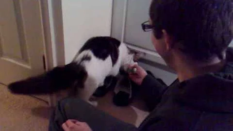 Watch the video about Enzo, 7 month old Maine Coon, playing fetch!