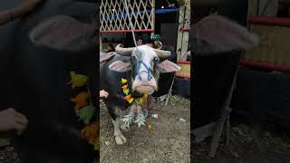 Ritual Adat Toraja.