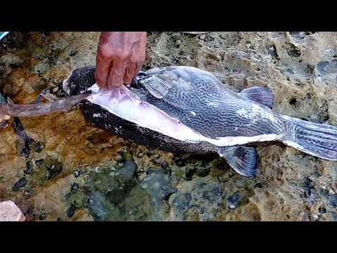 cara membuang racun ikan buntal