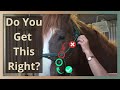 How to tie a rope halter on a horse