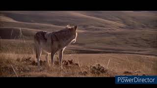 John Dunbar theme from dances with wolves