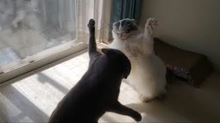 陽当たり良い場所の奪い合いバトルしてた
