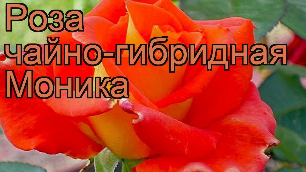 Роза Моника Отзывы Фото