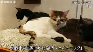 「こんな時こそネコの癒やしが」客激減でピンチの保護猫カフェに支援の輪広がる　福岡
