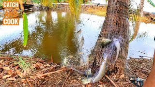 Download Lagu Fuh,Keli Kampung,Baung,Sepat Besar-Besar!!Catch and Cook!! MP3 Download Lagu Fuh,Keli Kampung,Baung,Sepat Besar-Besar!!Catch and Cook!! MP3