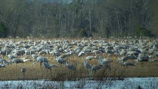Sandhill Cranes, Wheeler Wildlife Refuge, North Alabama - Migratory Birds.