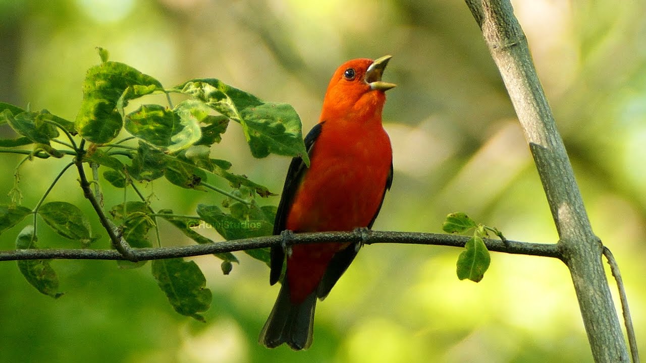 Scarlet Tanager  Bird Singing /calling