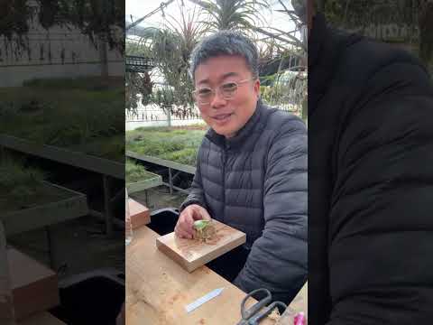 撮影前にビカクシダをさわる hqdefault