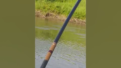 cận cảnh cá trắm đen tì phao câu lục 3