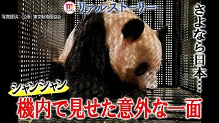 【Mr.サンデー】シャンシャン輸送作戦!舞台裏を初取材【リアルストーリー】