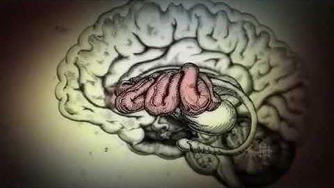▶ Ayahuasca  How does Ayahuasca works? The Brain Explained. 💕
