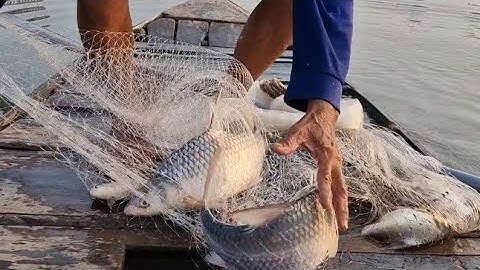 Bữa nay theo Ba em chài trúng con nước được nhiều cá cóc bự tôm càng xanh với cá mè bự mọi người ơi