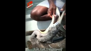 Tertusuk Duri Ikan @ZulHasmi