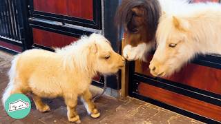 Woman Brought Home A Tiny Horse. Now He's Like A Flying Marshmallow | Cuddle Buddies