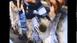 Heiniger Ultimate 3 - the portable 12 volt Electric Handpiece - perfect for Dairy Tail Clipping