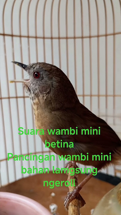 pancingan wambi mini bahan langsung ngeroll