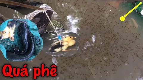 Nhấp cá lóc câu cá lóc bằng vịt con, quá phê và  hấp dẫn ổ cá đen thui kìa