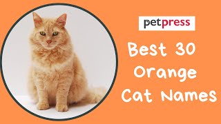 Best 30 Orange Cat Names | PetPress