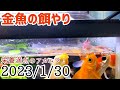 【栄養満点】金魚の餌やりアカムシを与える！ 2023/1/30