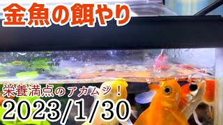 【栄養満点】金魚の餌やりアカムシを与える！ 2023/1/30