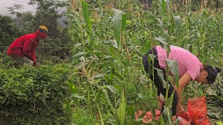 Single mother breaking corn in the field. A strange man came to bother