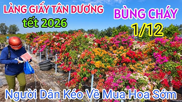 TẾT 2026 LÀNG HOA GIẤY TÂN DƯƠNG NHỘN NHỊP ĐÓN XUÂN, NGƯỜI DÂN KÉO VỀ MUA HOA SỚM CHƯA TỪNG THẤY