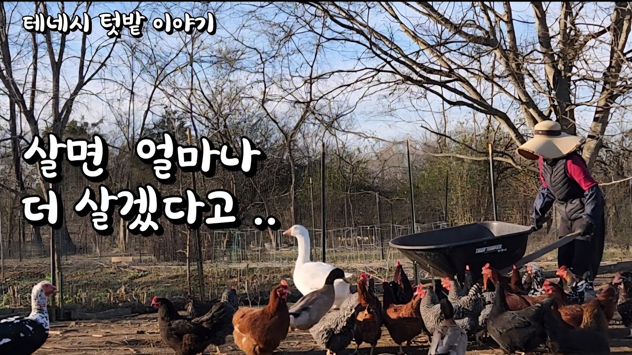 [미국 테네시] 🌱 그래도 이렇게 사는것이 .. #시골생활 #자연농법