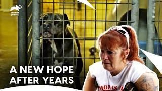 Saying Painful Goodbye To A Dog That Stays 13 Years In Shelter Pit Bulls & Parolees Animal Planet