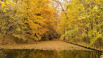 A Forest in Vevey - Timelapse