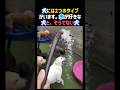犬には2つのタイプがいます。水が好きな犬とそうでない犬。 #癒し #犬 #可愛い #水遊び #ペット #dog #shorts
