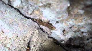 Hemidactylus turcicus, Mediterranean House Gecko