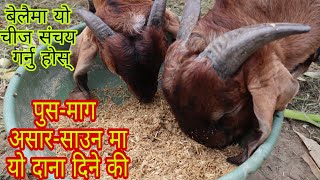 बाख्राको लागि बेमौसमी दाना आजै संचित गर्नु होस्||Best feed for goat in rainy and winter season