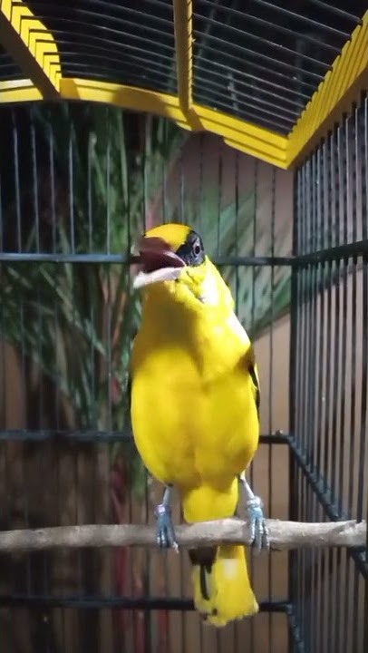Jalak kuning