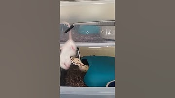 Feeding my Ball Python a live mouse #ballpython #reptiles #animals #nature