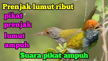 SUARA PIKAT RIBUT BURUNG PRENJAK LUMUT DIJAMIN NGUMPUL SEMUA AMPUH