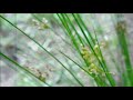 Juncus effusus / 藺草 /rush