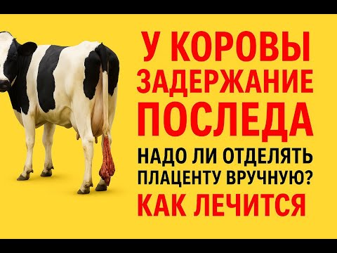 У коровы задержание последа. Обязательно ли отделять плаценту вручную или нет? Как лечить.