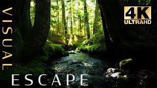 Peaceful Forest with Intense Cinematic Music for 1 Hour