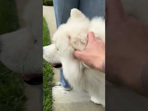 Video: The New Kind Trendy Dog Treat Samoyeds Go Nuts For