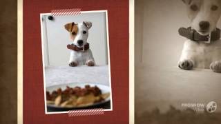 Decker Hunting Terrier Dog Breed