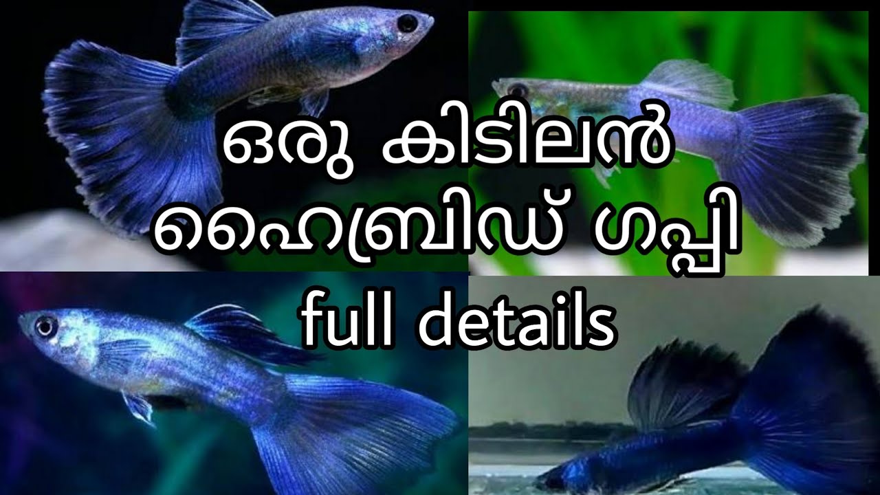 Electric blue guppy malayalam Full details price Guppy fish