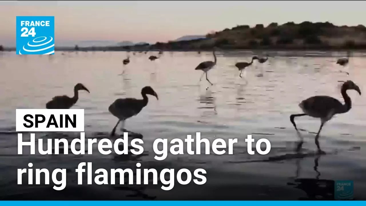 Spain's annual flamingo ringing begins • FRANCE 24 English