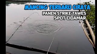 Mancing terbaru cirata,pesta strike lalawak/tawes,spot cidamar@nipulaukajib2752