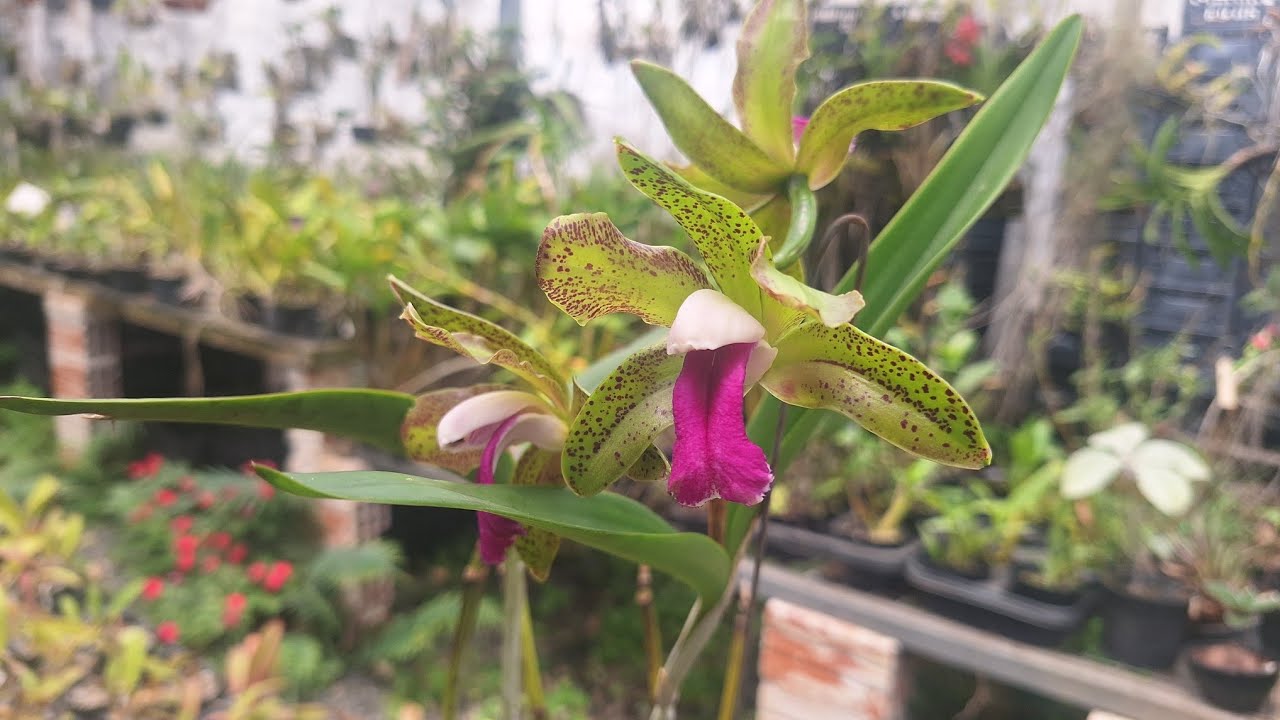 Olá meus amores sejam bem vindos ao orquidario Sorocaba 🤗